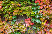 Red Boston Ivy Flower seeds for Planting - Easy to Grow, Heirloom & GMO Free Seeds for Home Garden