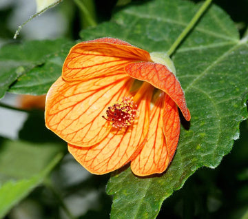 Light Orange Abutilon Flower seeds for Planting Bright Blooms Heirloom & GMO Free Seeds for Home Garden 
 
 Sale