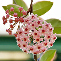 Light Red Hoya Flower Seeds for Planting Seasonal Bloomer Heirloom & GMO Free Seeds for Home Garden
 
 Sale