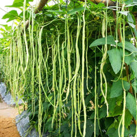 Snake Oriental Yard Long Bean Seeds for Planting – Heirloom Non-GMO Green Noodle Vegetable Seeds