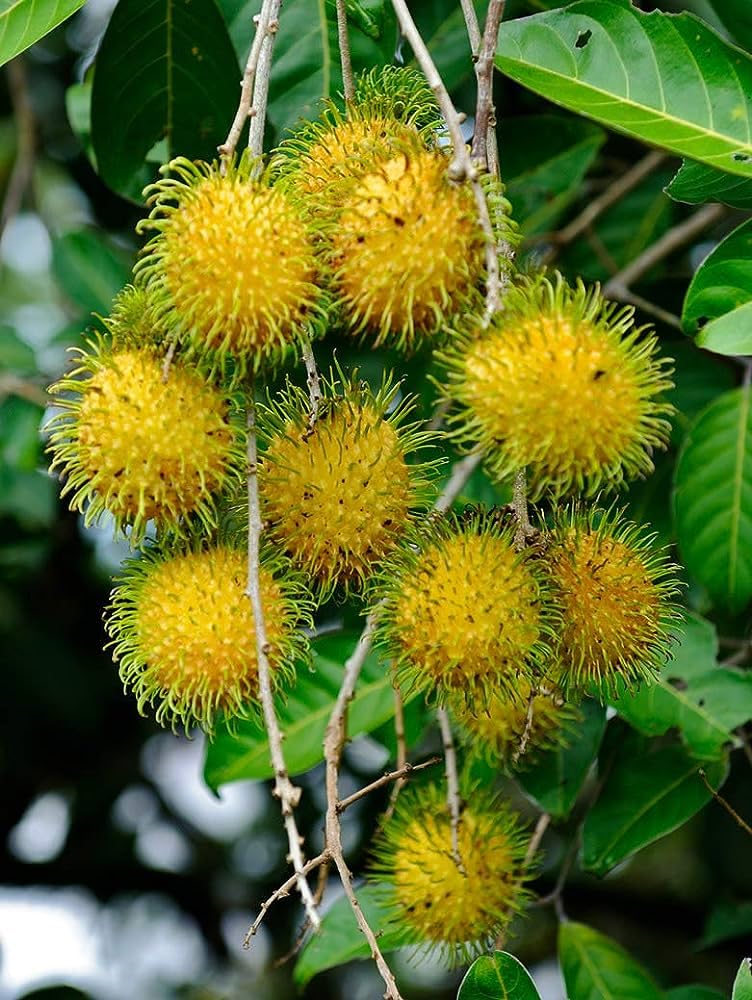 Mature Yellow Rambutan tree in a sunny outdoor garden.
