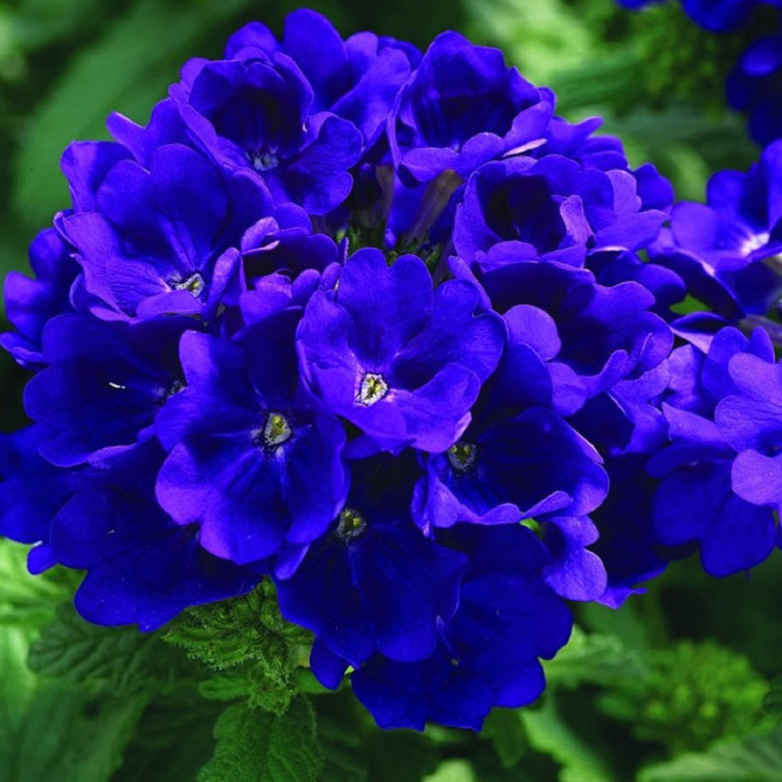 Blue Verbena Flower seeds for Planting - Drought Tolerant, Heirloom & GMO Free Seeds for Home Garden