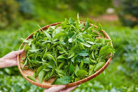 Tea Plant Seeds – Evergreen Herbal Garden Plant for Home Growing