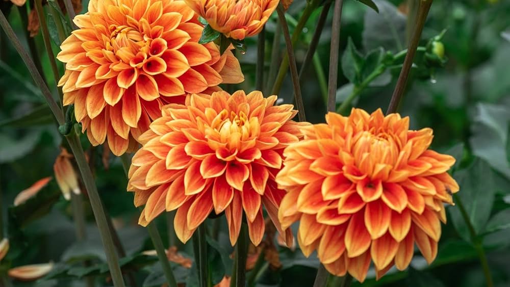 Yellow Orange Dahlia Flower Seeds for Planting Seasonal Bloomer Heirloom & GMO Free Seeds for Home Garden
 
 Sale