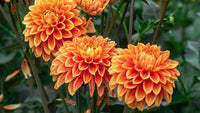 Yellow Orange Dahlia Flower Seeds for Planting Seasonal Bloomer Heirloom & GMO Free Seeds for Home Garden
 
 Sale