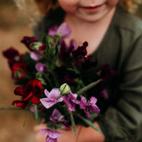 Lathyrus Sweet Pea Mix Seeds for Fragrant and Colorful Blooms