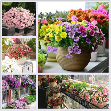 Petunia Petunia spp. for planting in flower bed
