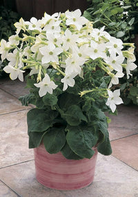 Nicotiana Saratoga White Flower Pelletized Seeds for Elegant Annual Gardens