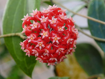 Light Orange Hoya Flower Seeds for Planting Wildflower Mix Heirloom & GMO Free Seeds for Home Garden
 
 Sale