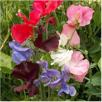 Early Multiflora Mix Sweet Pea for planting in flower bed