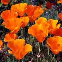Orange Eschscholtzia Jardim Flower Seeds Flower seeds for Planting Fragrant Blossoms Heirloom & GMO Free Seeds for Home Garden