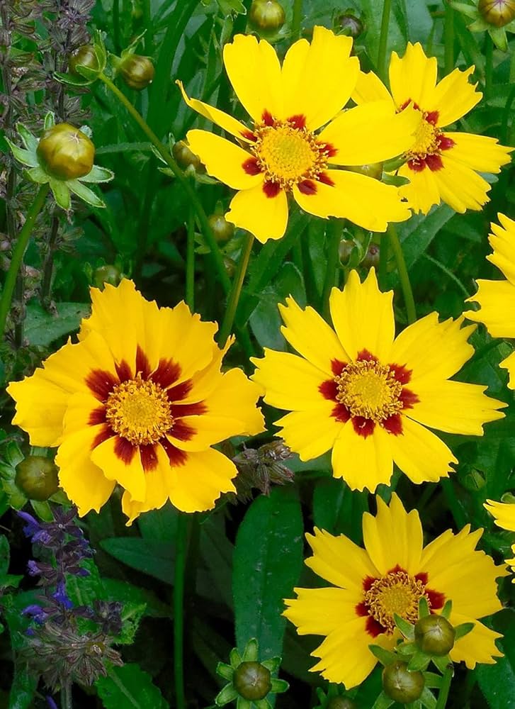Coreopsis Basalis Flower seeds for Planting Sun Loving Heirloom & GMO Free Seeds for Home Garden