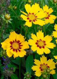 Coreopsis American Dream Seeds for Planting Wildflower Border Garden