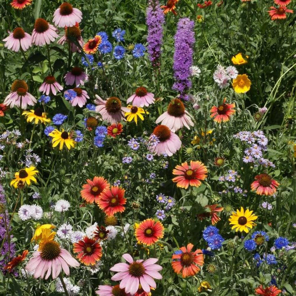 All-in-One Garden Mix Flower Seeds for Garden Beds, Borders, Containers & Outdoor Landscapes