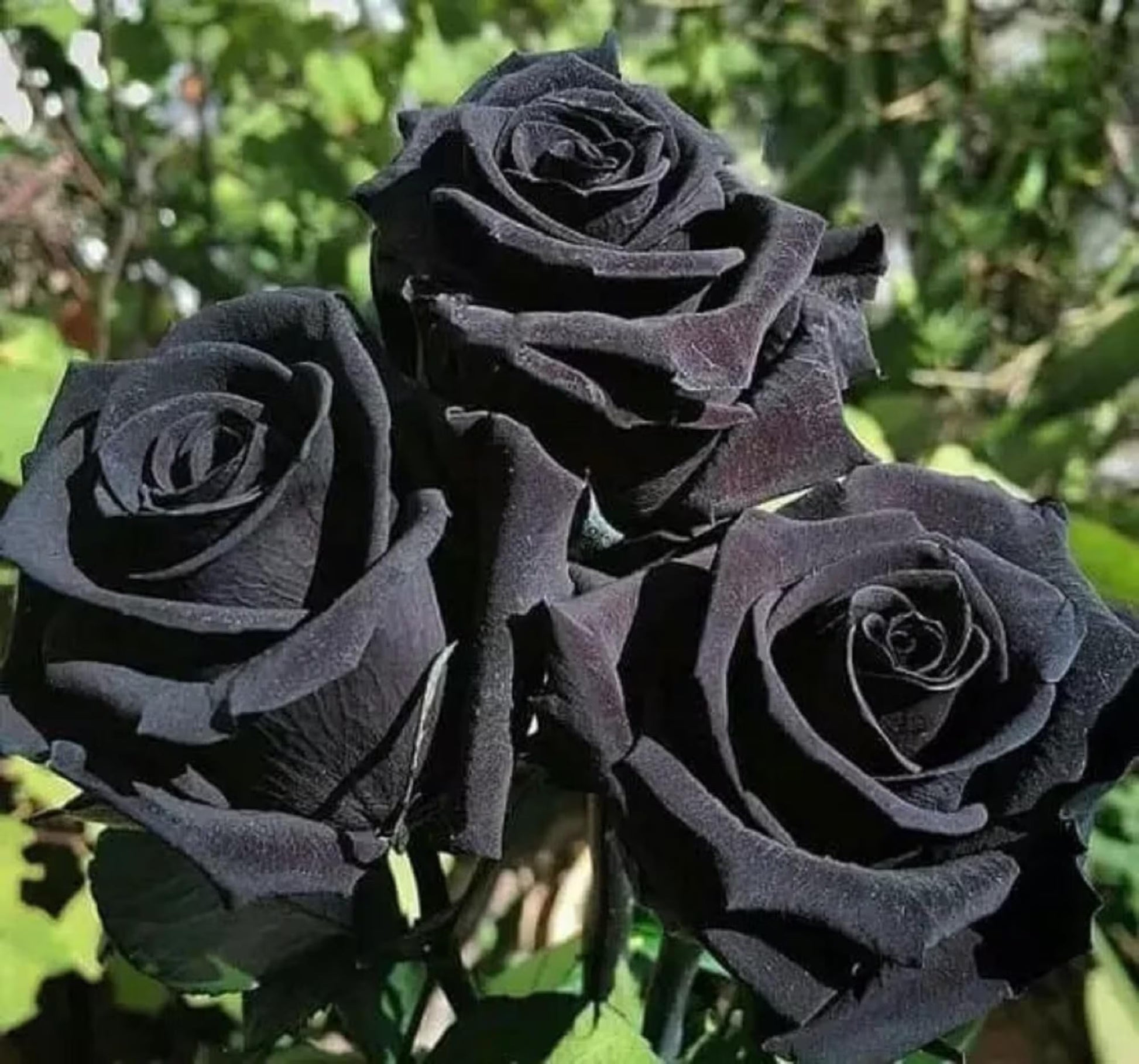 Black Rose Flower seeds for Planting Shade Tolerant Heirloom & GMO Free Seeds for Home Garden