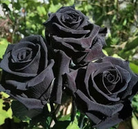 Black Dragon Rose Flower seeds for Planting Bright Blooms Heirloom & GMO Free Seeds for Home Garden 
 
 Sale