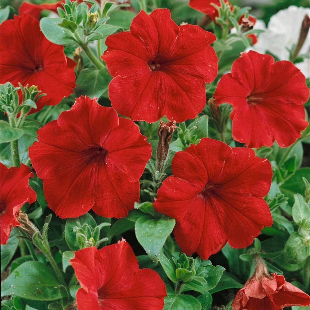 Pelletized Logro Floribunda Red Petunia Seeds for Planting Classic Red Flowers