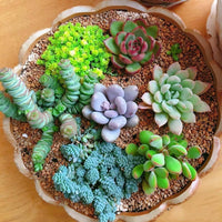 Yellow Red Echeveria Flower seeds for Planting - Colorful Display, Heirloom & GMO Free Seeds for Home Garden