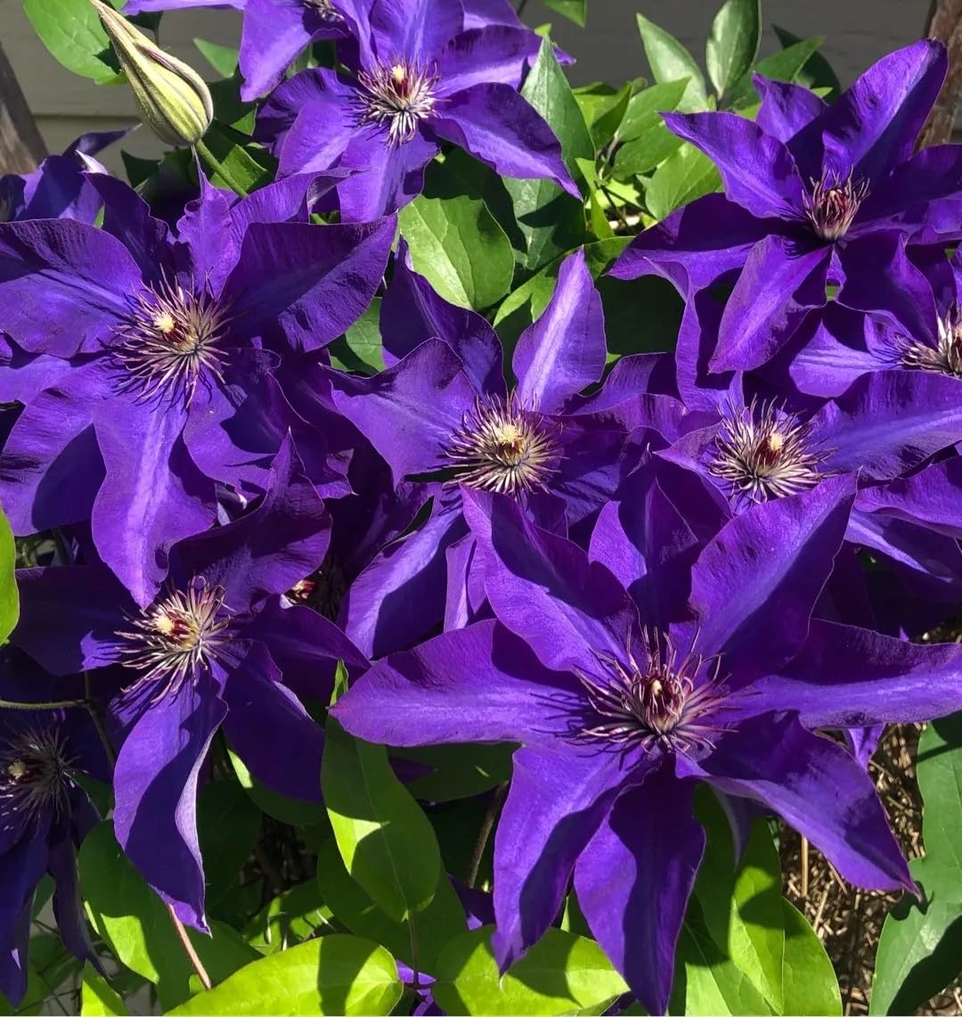 Climbing Clematis Violet  Perennial Flower seeds for Planting - Fragrant Blossoms, Heirloom & GMO Free Seeds for Home Garden