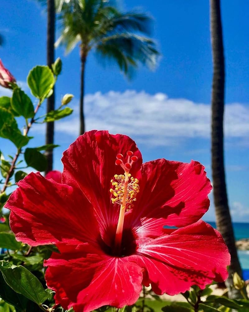 Fiji Hibiscus Hibiscus rosa-sinensis for planting in garden
