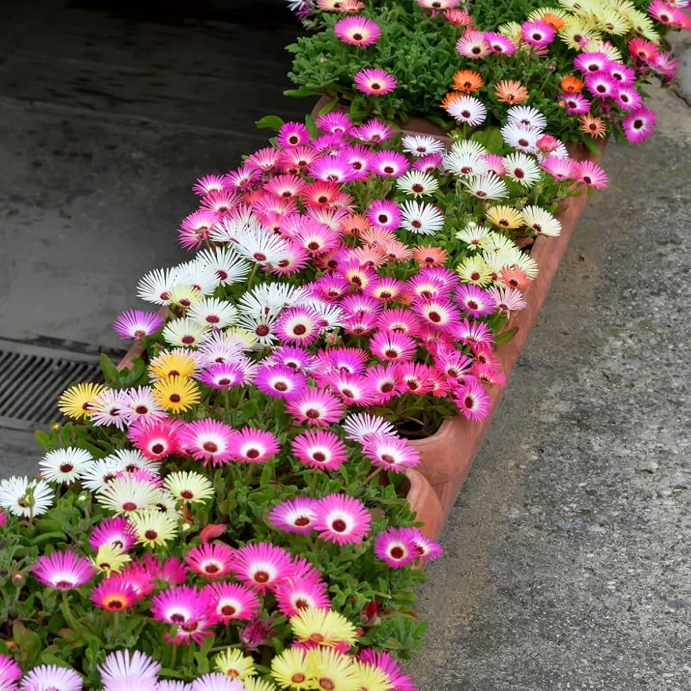 Pink Dorotheanthus Flower seeds for Planting - Colorful Display, Heirloom & GMO Free Seeds for Home Garden
 
 Sale for planting in home garden.