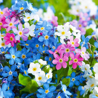 Mix Nezabudka Flower seeds for Planting Vibrant Growth Heirloom & GMO Free Seeds For Home Garden 
 
 Sale