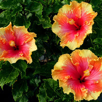 Yellow Red Hibiscus Flower Seeds for Planting Easy to Grow Heirloom & GMO Free Seeds for Home Garden
 
 Sale