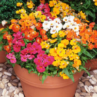 Nemesia Masquerade Seeds – Colorful Bi-Color Annual Garden Flowers