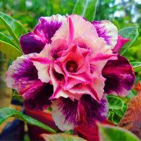 Adenium obesum Desert Rose ornamental plant