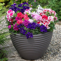Prism Dewberry Sundae Petunia Seeds for Beautiful Garden Blooms