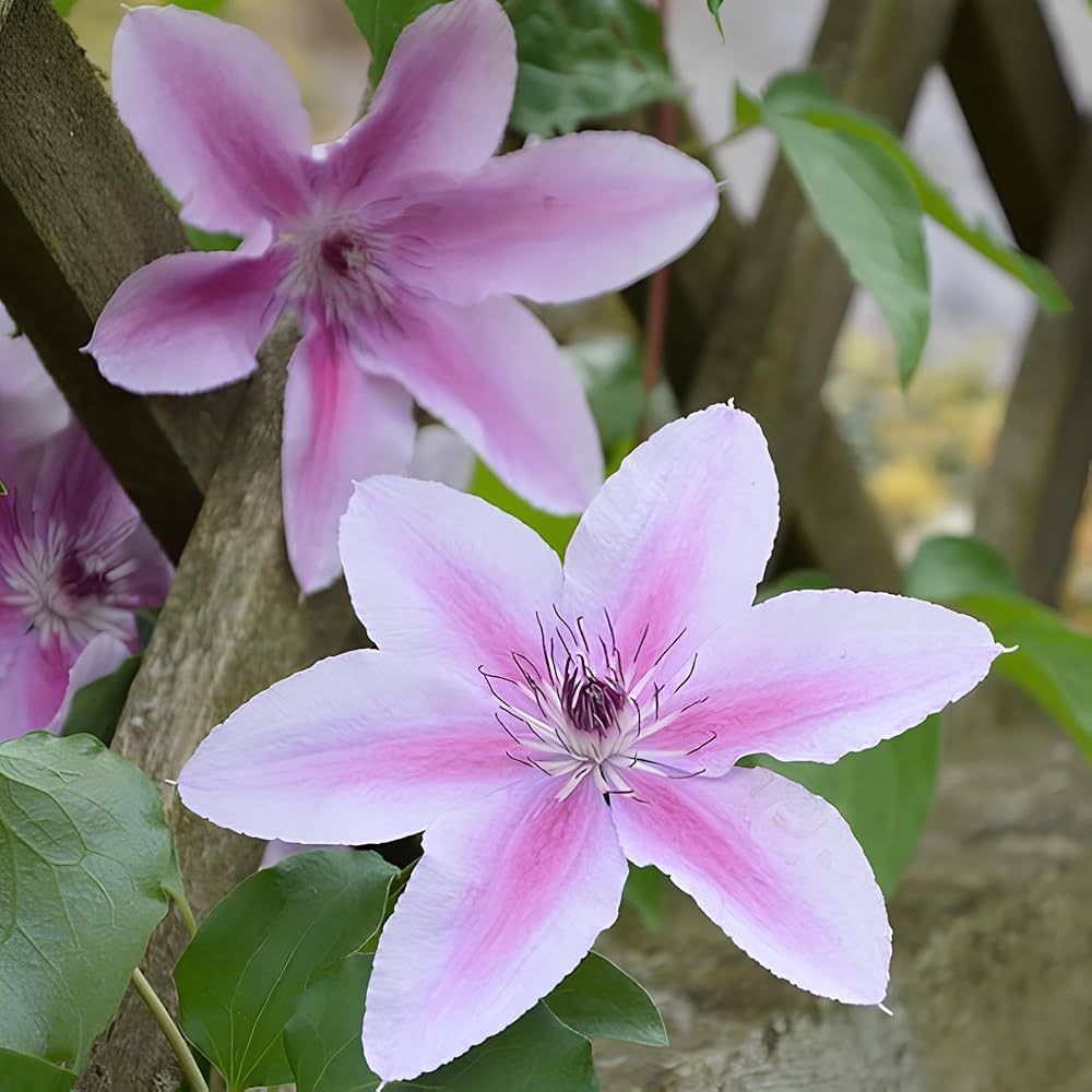 Clematis Flower seeds for Planting - Low Maintenance, Heirloom & GMO Free Seeds for Home Garden