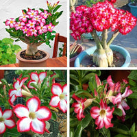 Adenium Seeds for Planting  Grow Stunning Desert Rose Flowers at Home