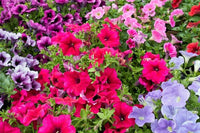 Mixed Petunia Petunia spp. Flower Seeds for Planting in Flower Bed