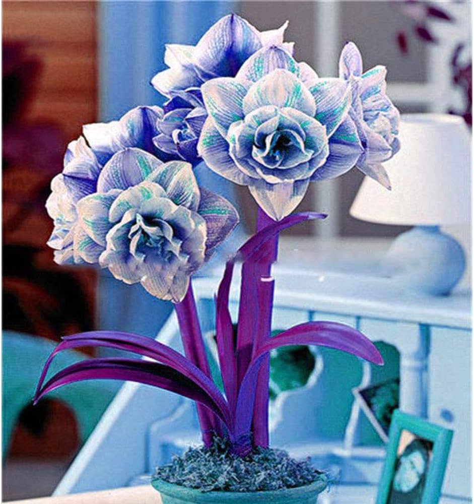 Blue Hippeastrum Flower seeds for Planting - Hardy Variety, Heirloom & GMO Free Seeds for Home Garden