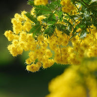 Acacia Baileyana Flower seeds for Planting - Cut Flower Favorite, Heirloom & GMO Free Seeds for Home Garden