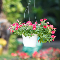 Petunia Freiheit Raspberry Vein Pelletized Petunia Seeds for Planting Vibrant Petunias