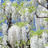 White Wisteria Flower seeds for Planting Rich Fragrance Heirloom & GMO Free Seeds For Home Garden 
 
 Sale