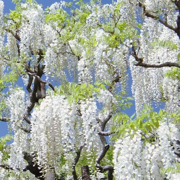White Wisteria Flower Seeds for Planting Low Maintenance Heirloom & GMO Free Seeds for Home Garden
 
 Sale