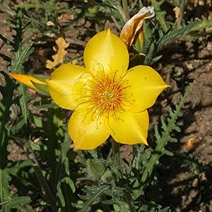 Mentzelia Lindleys Blazing Star seeds for striking yellow flowers