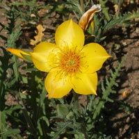 Yellow Blazing Star Mentzelia lindleyi Seeds for Planting pollinator flower bed