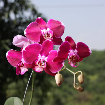 100 Pcs