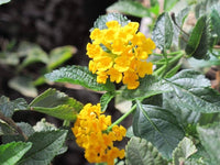 Verbena Yellow Flower seeds for Planting - Low Maintenance, Heirloom & GMO Free Seeds for Home Garden