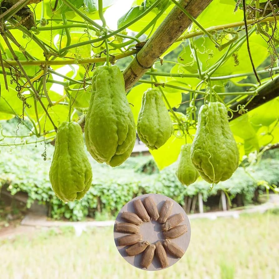 Green Chayote Vegetable Seeds for Home Gardens, Raised Beds & Container Planting