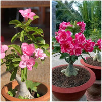 Easy Grow Roses DIY Bonsai Garden Seeds
