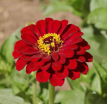Burgundy Zinnia Elegans Flower seeds for Planting - Drought Tolerant, Heirloom & GMO Free Seeds for Home Garden
 
 Sale for planting in home garden