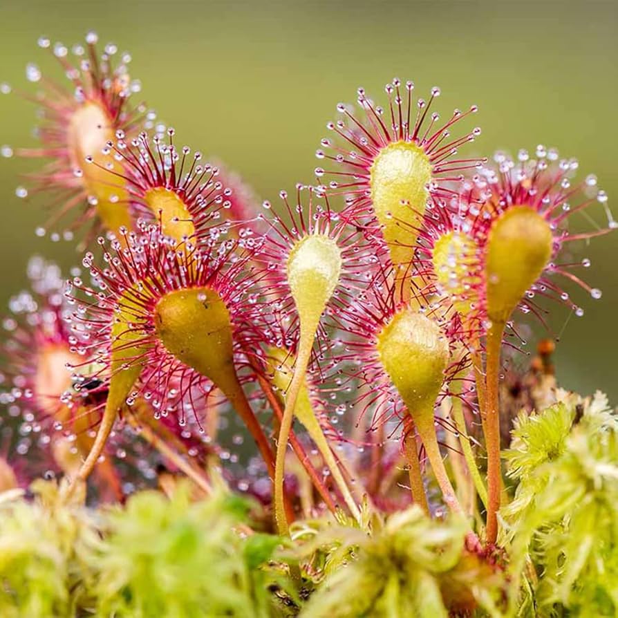 Mixed Drosera Chrysolepis Flower seeds for Planting - Long Bloom Season, Heirloom & GMO Free Seeds for Home Garden
