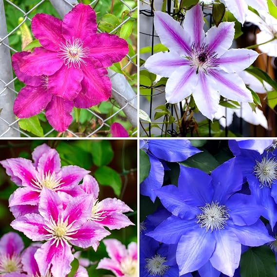 Clematis Mix for colorful climbing flower garden planting
