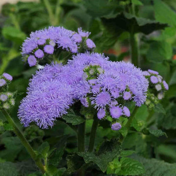Ageratum Flower seeds for Planting Fragrant Blossoms Heirloom & GMO Free Seeds for Home Garden