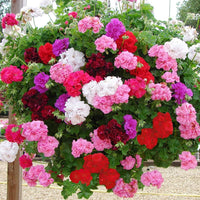 Mixed Color Pelargonium Flower Seeds for Planting Colorful Display Heirloom & GMO Free Seeds for Home Garden
 
 Sale