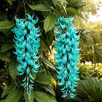 Jadewein Flower seeds for Planting - Cut Flower Favorite, Heirloom & GMO Free Seeds for Home Garden